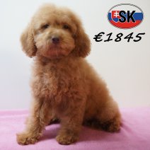 Poedel 241226 F (SK5442) 240426.JPG