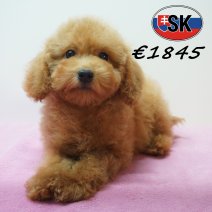 Poedel 241226 F (SK5453) 240426.JPG