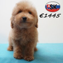 Poedel 241226 M (SK5449) 240426.JPG