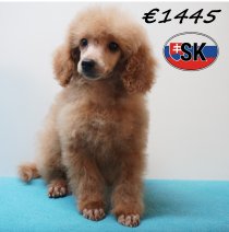 Poedel 241226 M (SK5450) 240426.JPG