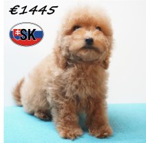 Poedel 241226 M (SK5452) 240426.JPG