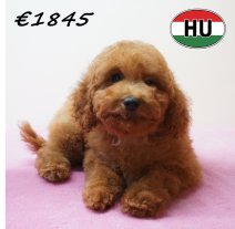 Poedel 301226 F (HU2573) 240426.JPG