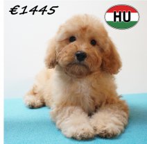 Poedel 301226 M (HU2571) 240426.JPG