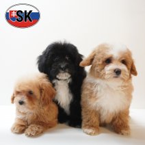 Maltipoo 241225 (F) 240426.JPG
