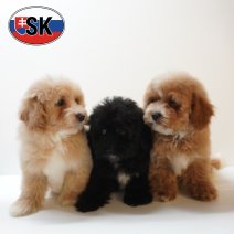 Maltipoo 241225 (M) 240426.JPG