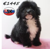 Maltipoo 241225 F (SK0972) 240426.JPG