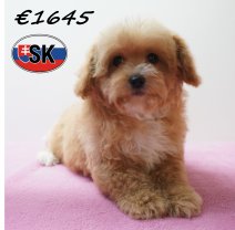 Maltipoo 241225 F (SK1084) 240426.JPG