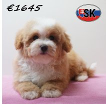 Maltipoo 241225 F (SK1130) 240426.JPG
