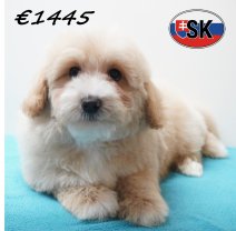 Maltipoo 241225 M (SK1011) 240426.JPG