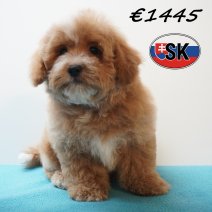 Maltipoo 241225 M (SK1082) 240426.JPG