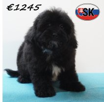 Maltipoo 241225 M (SK1127) 240426.JPG