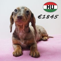 Teckel 281225 F (HU2542) 240426.JPG