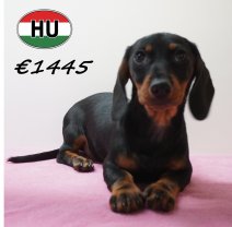 Teckel 281225 F (HU2545) 240426.JPG