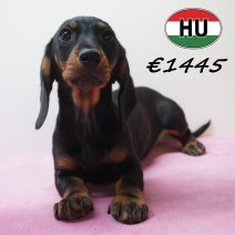 Teckel 281225 F (HU2557) 240426.JPG