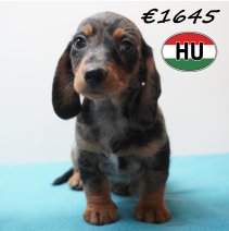 Teckel 281225 M (HU2562) 240426.JPG