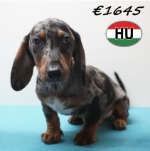 Teckel 281225 M (HU2574) 240426.JPG