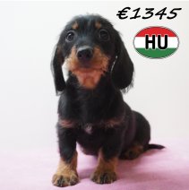 Teckel ruwhaar 281225 F (HU2547) 240426.JPG