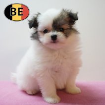 Maltipom °220226 F (BE6087) 240426.JPG