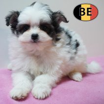 Maltipom °220226 F (BE6112) 240426.JPG