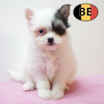 Maltipom °220226 F (BE6615) 240426.JPG