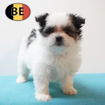 Maltipom °220226 M (BE6018) 240426.JPG