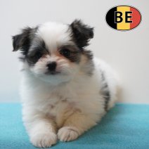 Maltipom °220226 M (BE6119) 240426.JPG