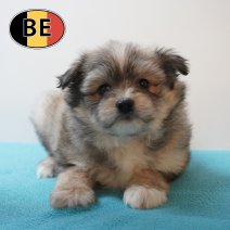 Maltipom °220226 M (BE6128) 240426.JPG