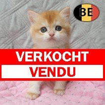 Britse korthaar F 240226 (BE 6189) afhalen 30-05-26 verkocht - vendu.jpg