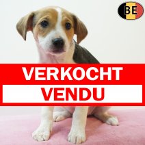 Belgische Fox 220126 F(BE6154) 290326 verkocht - vendu.jpg