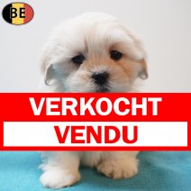 Lhasa Apso 270126 M(BE6055) 250326 verkocht - vendu.jpg