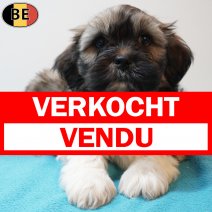 Lhasa Apso 270126 M(BE6043) 250326 verkocht - vendu.jpg