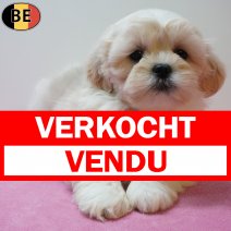 Lhasa Apso 270126 F(BE6020) 250326 verkocht - vendu.jpg