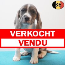 Beagle 170226 M(BE6572) 180426 verkocht - vendu.jpg