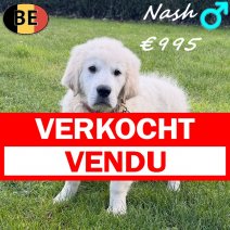 Golden Retriever Nash 161225 M(BE4938) 310326 verkocht - vendu.jpg