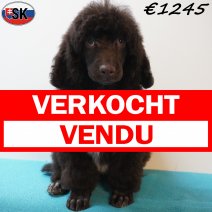 Poedel 141125 M(SK1122) 030426 verkocht - vendu.jpg