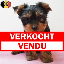 Yorkshire Terrier 240126 F(BE6108) 250326 verkocht - vendu.jpg