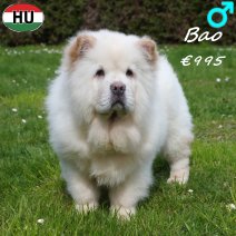 Chow Chow Bao 141025 M(HU8962) 300326..jpg