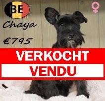 Schnoodle Chaya 011125 F(BE6001) 180426 verkocht - vendu.jpg