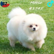 Keesje Mario 121125 M(CZ5824) 260426.jpg