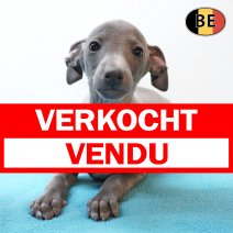 Italiaanse Windhond 220226 M(BE9242) 220426 verkocht - vendu.jpg