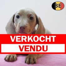 Teckel 250226 F(BE1187) 220426 verkocht - vendu.jpg