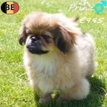 Pekingees Prinz 111225 M(BE2883) 260426.jpg