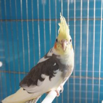 valkparkiet 250426 (1).JPG