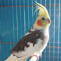 valkparkiet 250426 (2).JPG