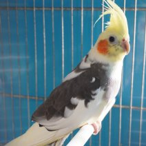 valkparkiet 250426 (3).JPG