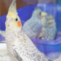 valkparkiet baby 250426.JPG