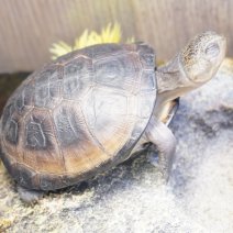 bruine klapborstschildpad 250426 (1).JPG