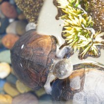 bruine klapborstschildpad 250426 (2).JPG