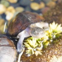 bruine klapborstschildpad 250426 (3).JPG