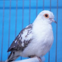 Diamantduif 250426 (2).JPG